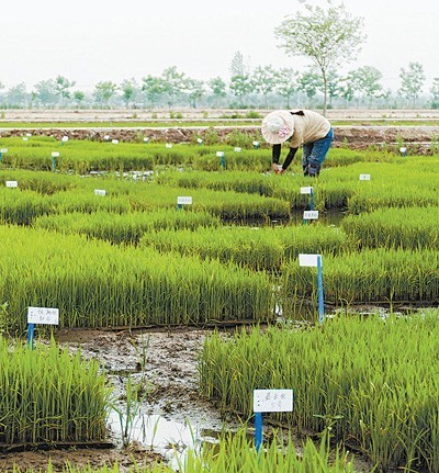 种业振兴行动扎实推进——生物育种引领新时代