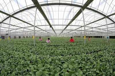 生物育种 科技驱动农业未来的核心引擎