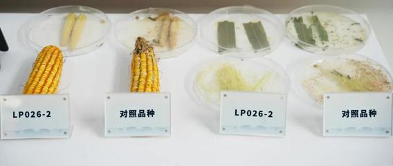 连续涨停的逻辑 智谱AI、央国企并购与生物育种投资逻辑深度解析