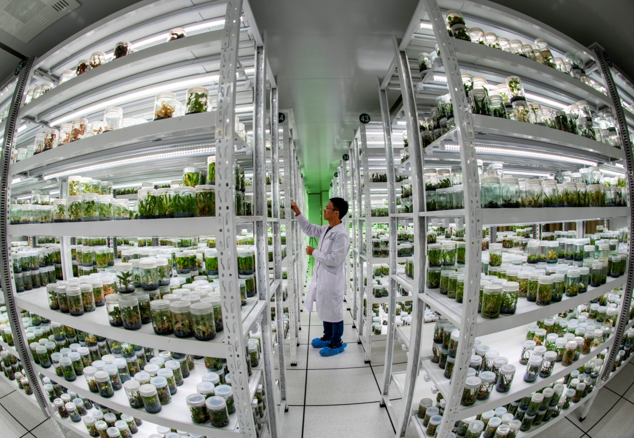 打好种业“翻身仗” 全国人大代表张兆安谈强化我国种子安全与生物育种创新