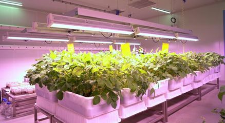【生物育种】十问生物育种!转基因试点进展如何?为何必须抢占此赛道?