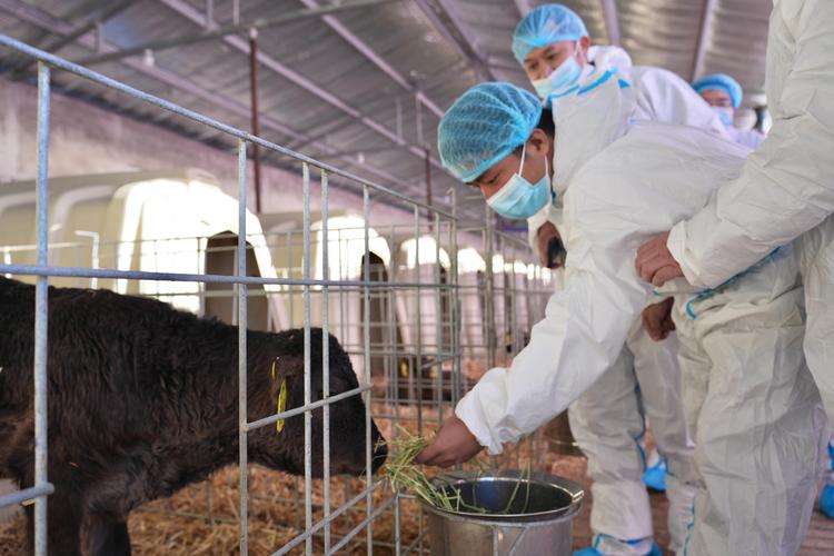 探访天津力牧生物 生物育种技术如何赋能高端肉牛产业