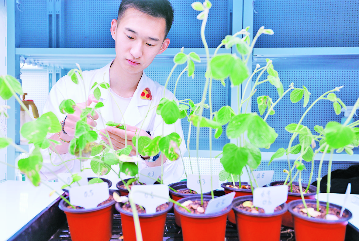 宿州埇桥:一个农业大区的科创突围——生物育种的力量