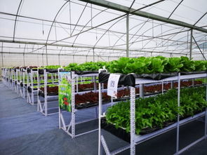 中科量农 植物工厂 用蔬食管理健康生活
