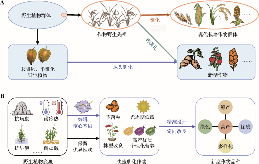 严建兵团队综述 | 从头驯化:作物品种设计与培育的新方向_遗传_育种