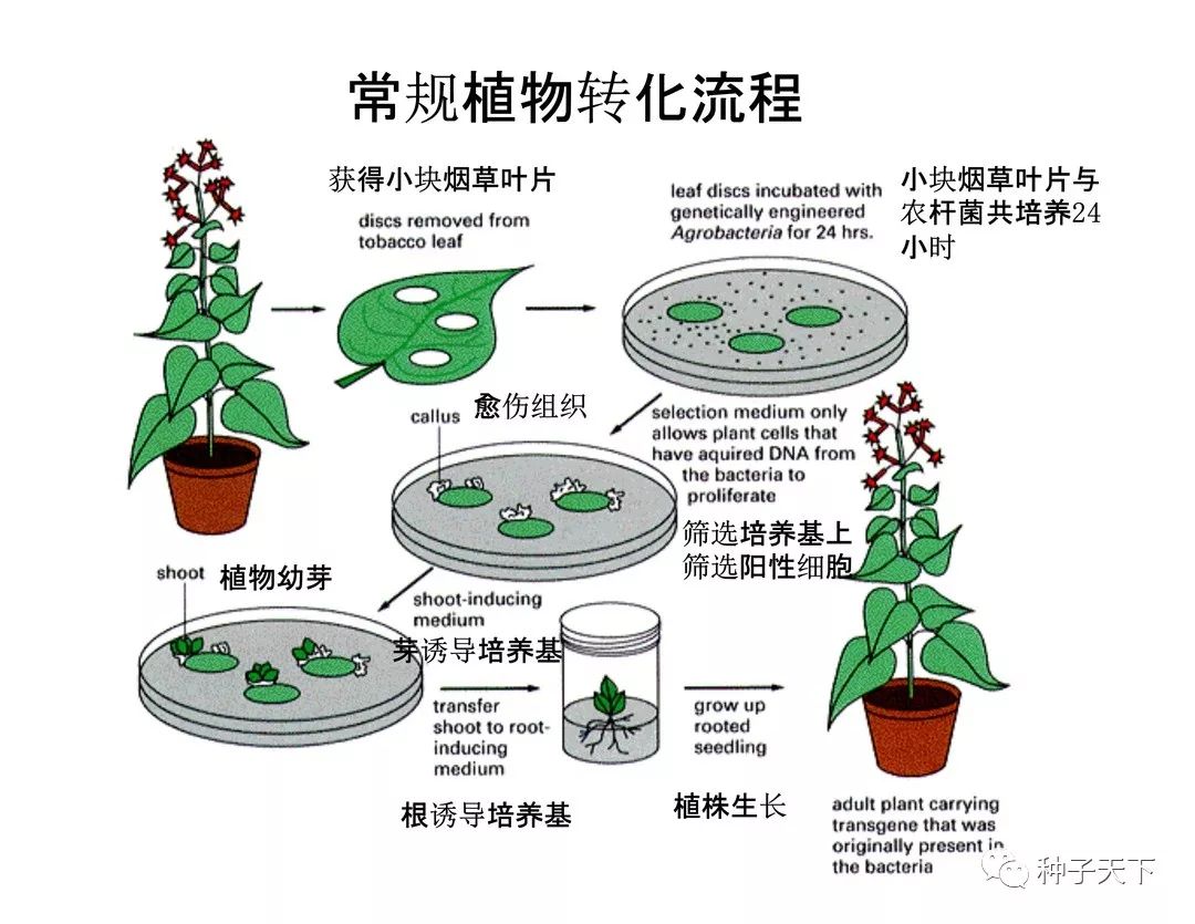 科普好文,邓兴旺院士带您走进现代农业生物技术及育种