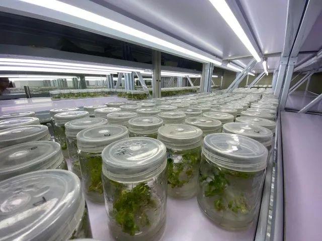 科技改变生活|红风铃小番茄、绿色健康西兰花&hellip;这些蔬果的种子就来自咱嘉兴!
